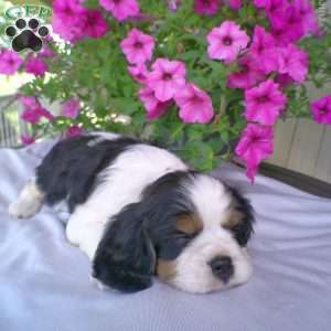 Duke, Cavalier King Charles Spaniel Puppy
